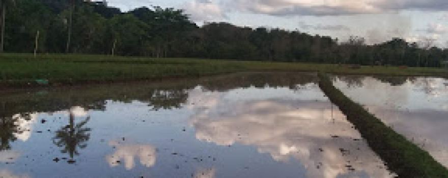 Simpang Tiga Dekko