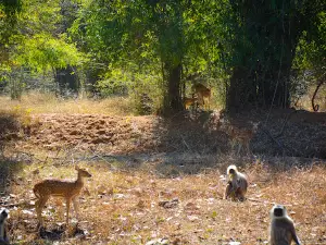 Bandhavgarh Tiger Safari Tala Gate