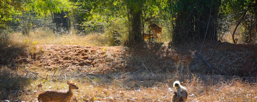 Bandhavgarh Tiger Safari Tala Gate