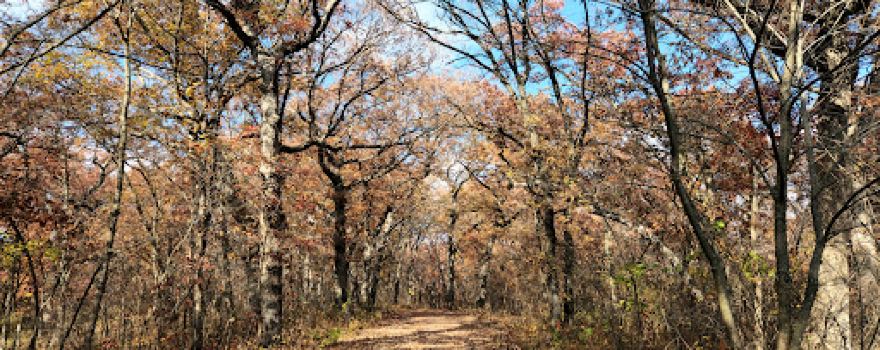 Stephens State Forest