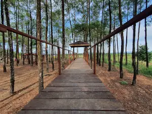 Wisata Pinus Satui