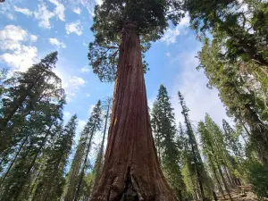 Sequoia Campground & Lodge