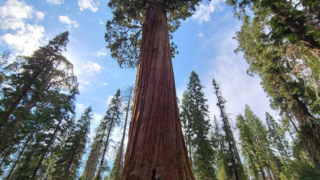 Sequoia Campground & Lodge