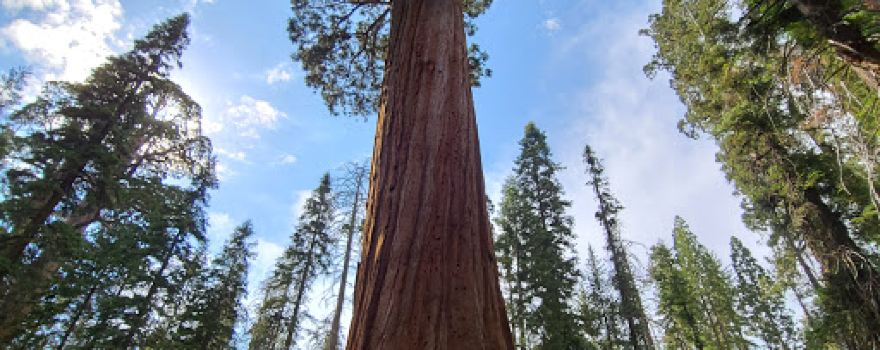 Sequoia Campground & Lodge