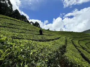 High Hill Tea