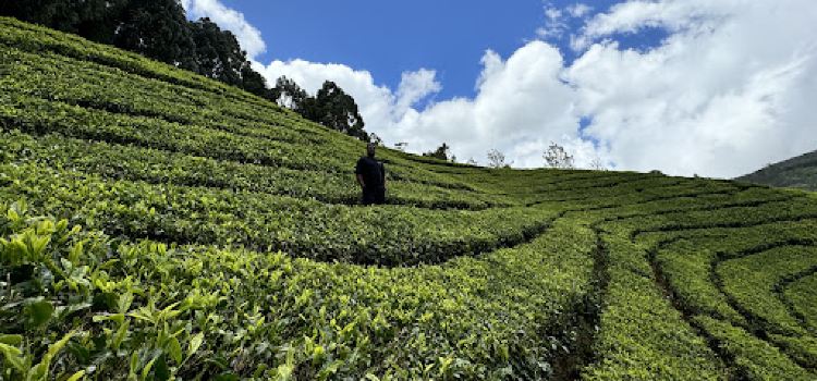 High Hill Tea