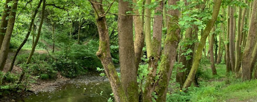 Çınarlıdere Mesire Alanı Yürüyüş parkur başlangıcı