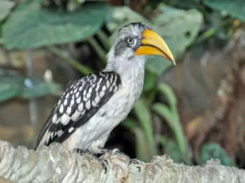 Haus des Meeres – Aqua Terra Zoo