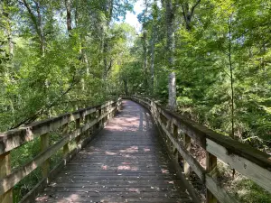 Reed Bingham State Park