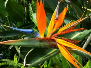 Foellinger-Freimann Botanical Conservatory
