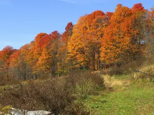 Sugarbush Farm