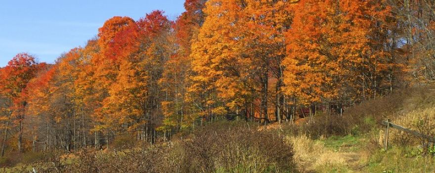 Sugarbush Farm