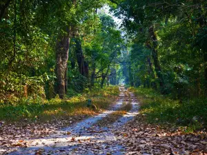Gorumara National Park