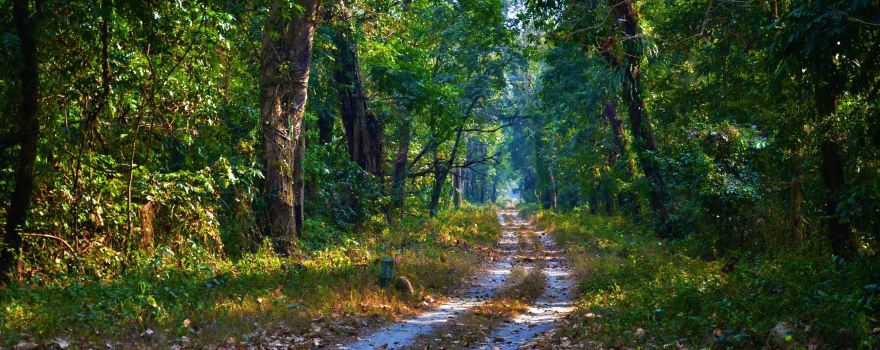 Gorumara National Park