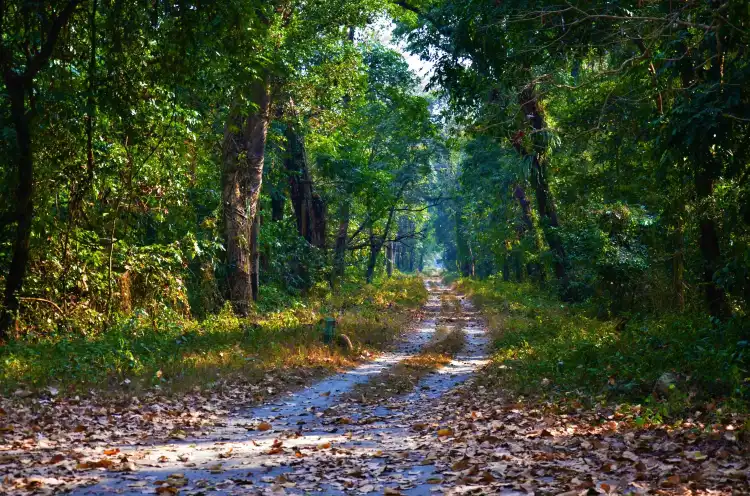 Các khách sạn ở Nimna Tandu Forest