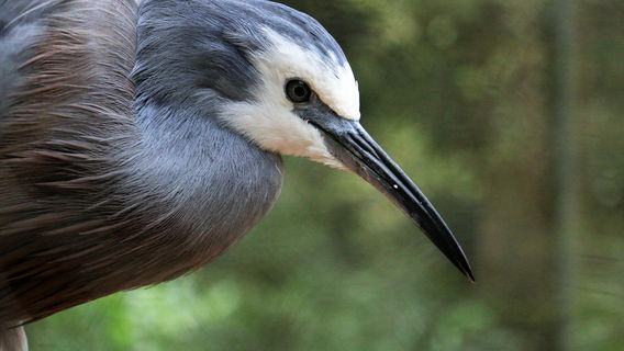Otorohanga Kiwi House
