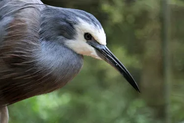 Otorohanga