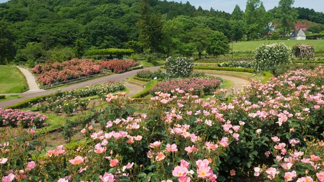 IBARAKI FLOWER PARK