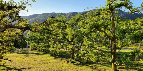 Inscricoes Rupestres