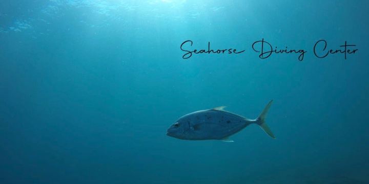 Sea Horse Divers