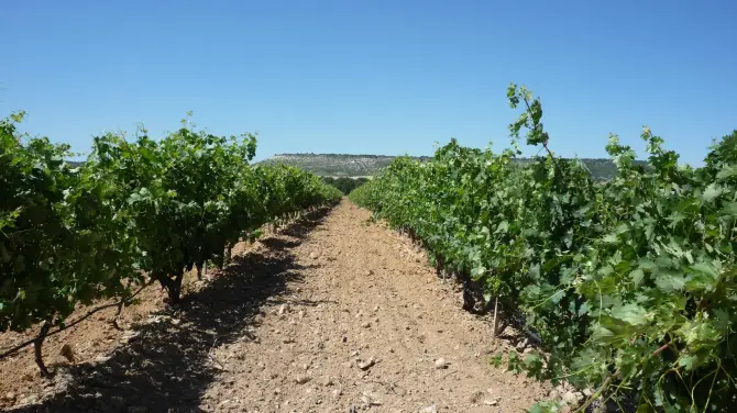 2_Bodegas Arzuaga Navarro