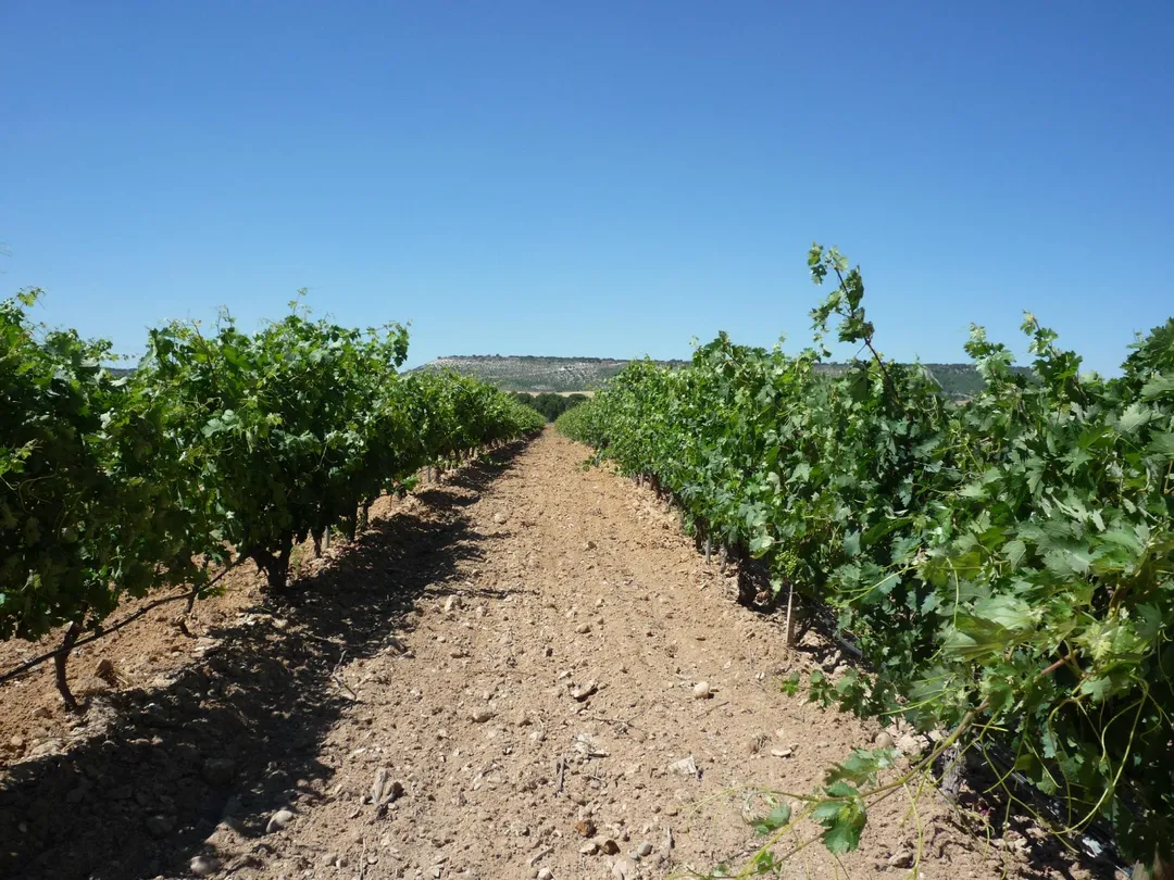 2_Bodegas Arzuaga Navarro