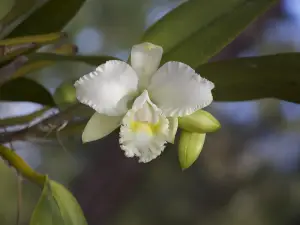 Port St. Lucie Botanical Gardens