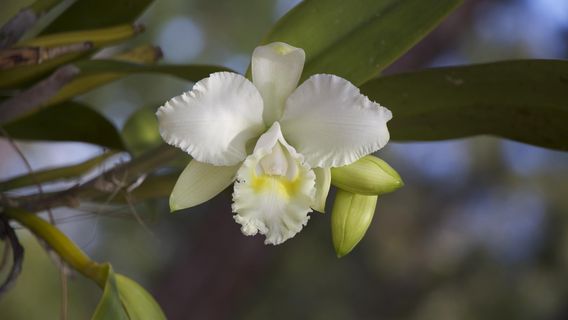 Port St. Lucie Botanical Gardens