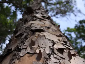 Saint Sebastian River Preserve State Park