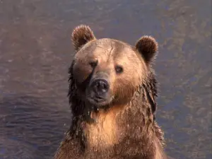 Yellowstone Bear World