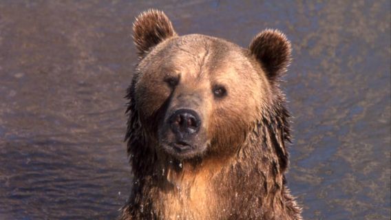 Yellowstone Bear World