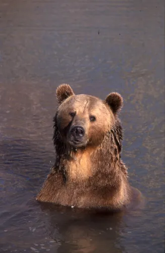 Yellowstone Bear World