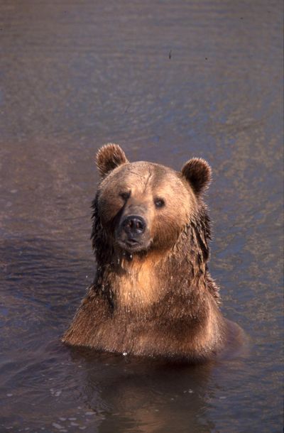 Yellowstone Bear World