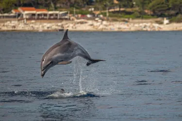 Veli Losinj