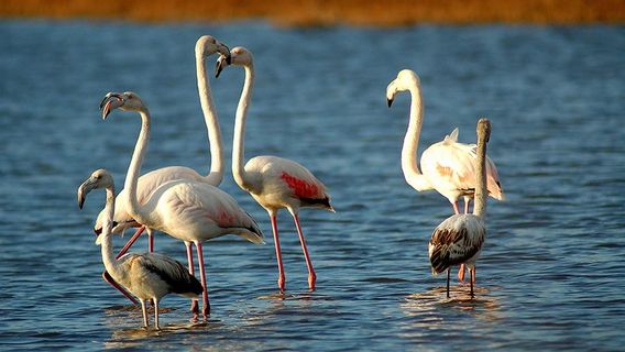 Asinara Sail Experience