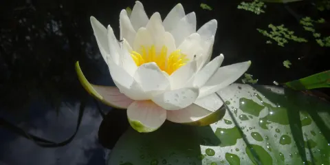 Jardin Et Objets Des Panrees