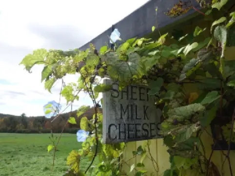 Vermont Shepherd LLC