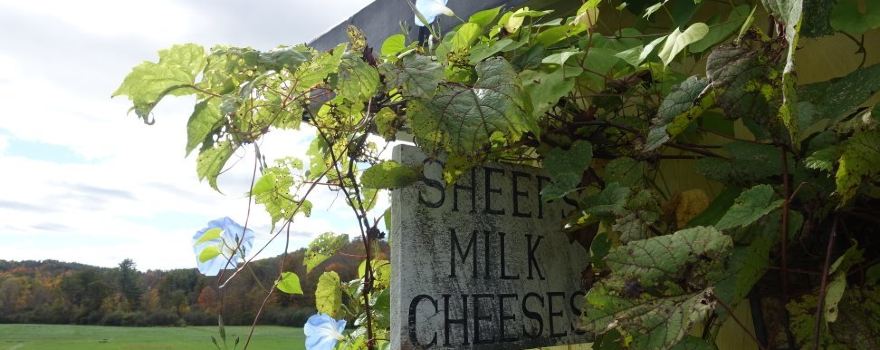 Vermont Shepherd LLC