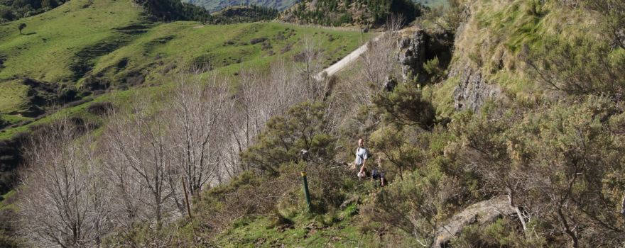 Mangaone Caves Track