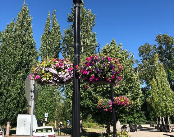 科瓦利斯 自由行套票