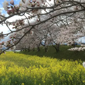 藤原宮跡