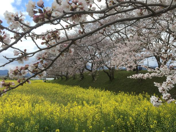 Fujiwara Palace Site