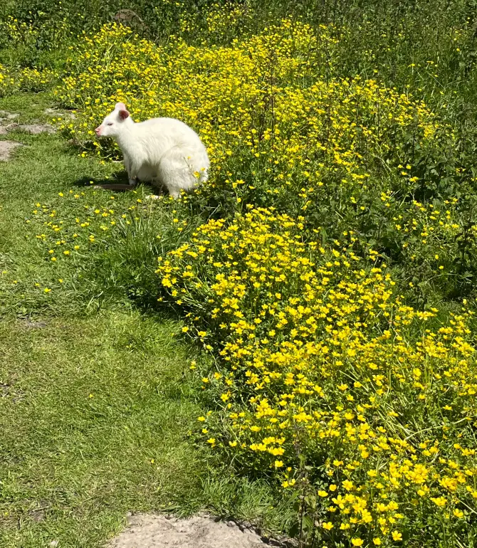 Wemeldinge