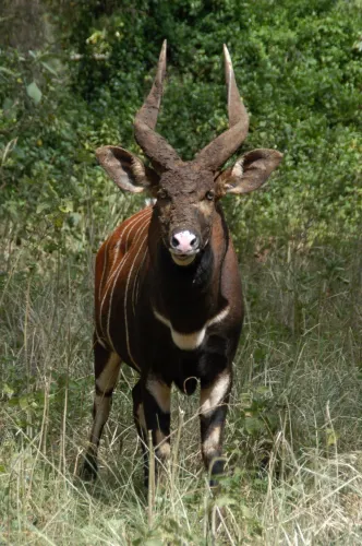 Kieni East