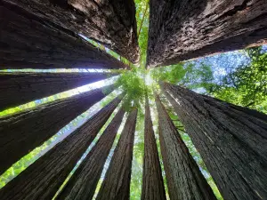 Gualala River Redwood Park