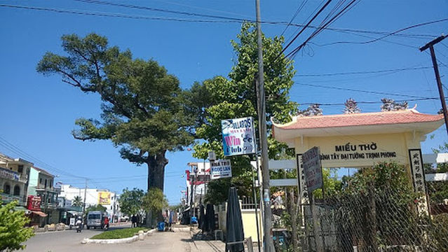 Cây dầu đôi Diên Khánh