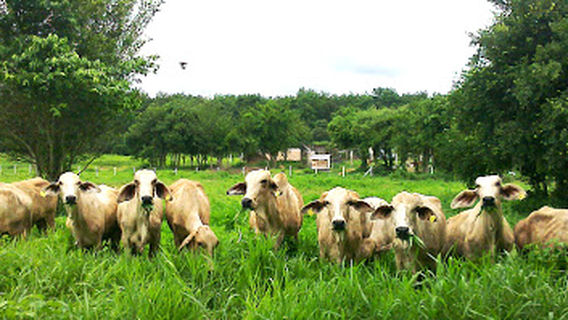 Eiam-Jit Eco Farm (เอี่ยมจิตต์ อีโค ฟาร์ม)