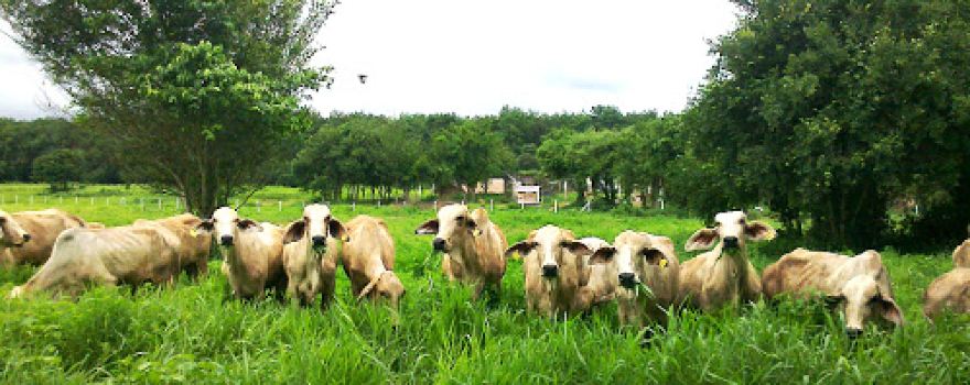 Eiam-Jit Eco Farm (เอี่ยมจิตต์ อีโค ฟาร์ม)