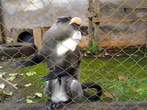 Mvog-Betsi Botanical Zoological Garden