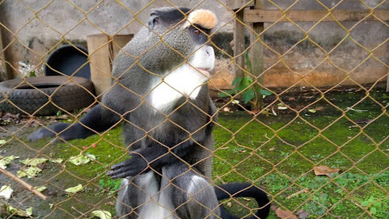 Mvog-Betsi Botanical Zoological Garden